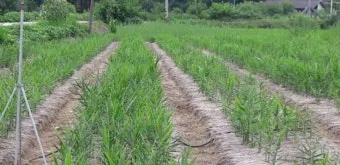 생강 재배 씨눈 맞추기 보온 피복 수확 건조_4