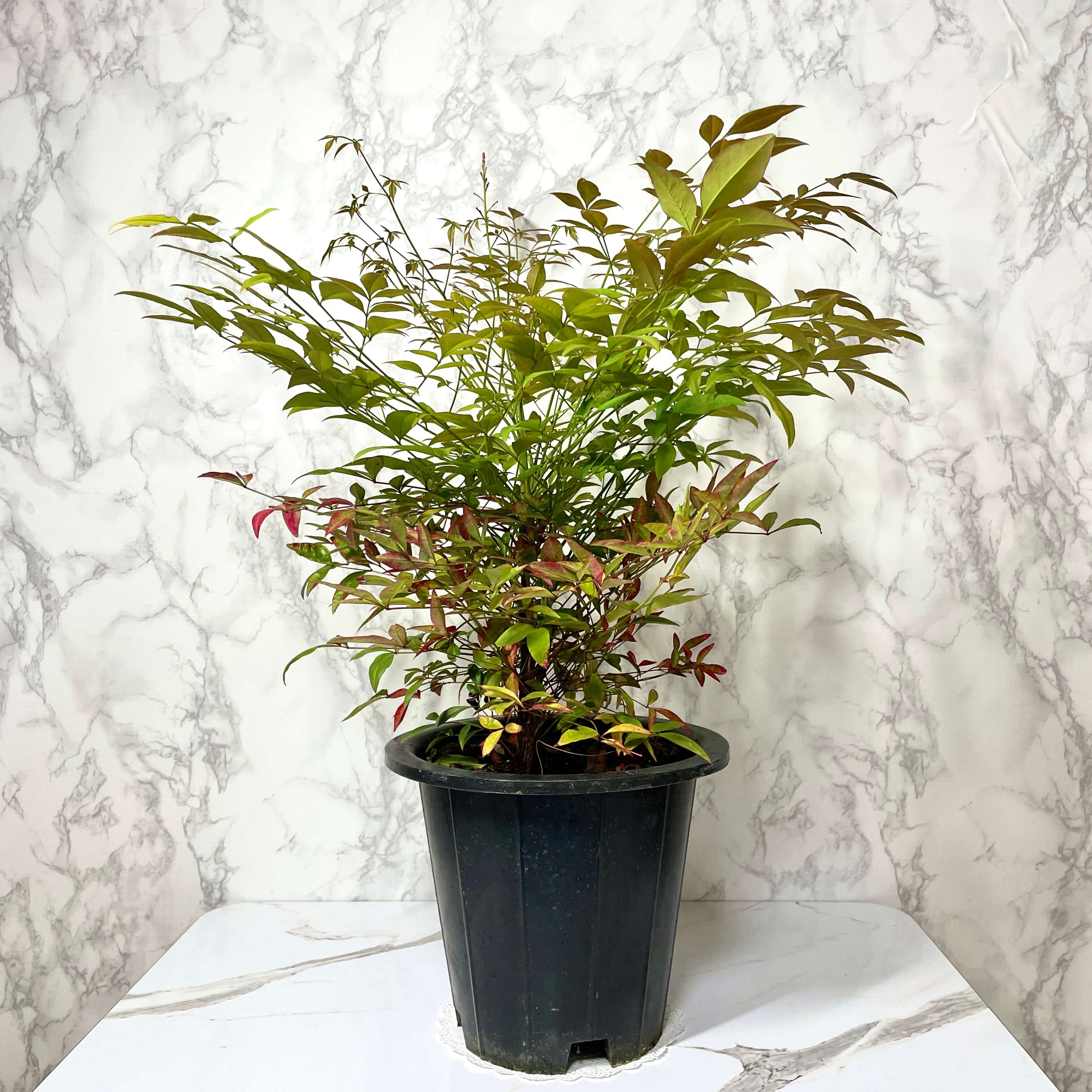 남천 나무 키우기