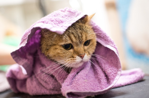 수건에 싸인 고양이