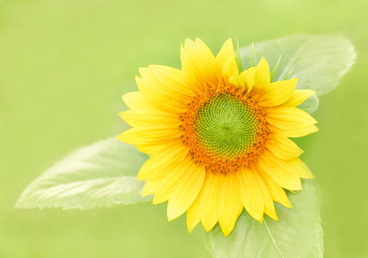 함안 강주 해바라기 축제