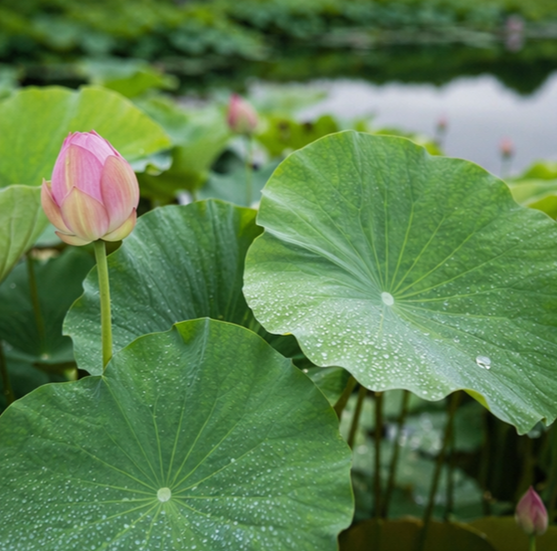 연잎