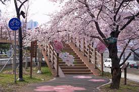 경상북도 꽃보라 동산 벚꽃터널 벚꽃 벚꽃 명소 베스트 5 벚꽃시기 만개시기 드라이브 코스