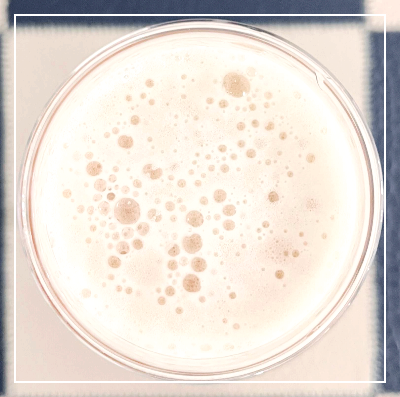 제주 맥파이 IPA