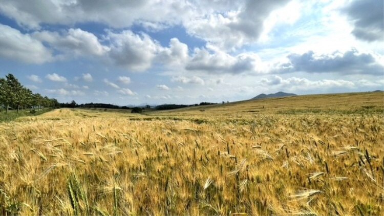 보리나라 학원농장