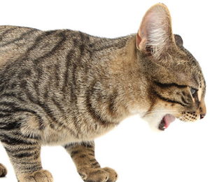 고양이가 토하는 이유