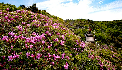 2025 군포 철쭉축제 일정부터 개화 시기까지 총정리