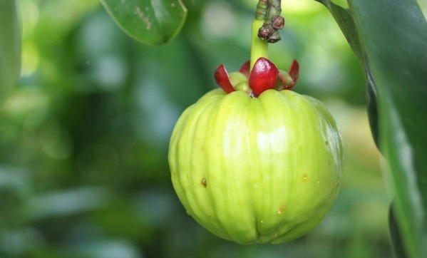 가르시니아 hca 효과 4가지 및 다이어트 가르시니아먹는법 총정리