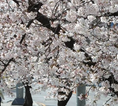 진해 군항제 축제 정보