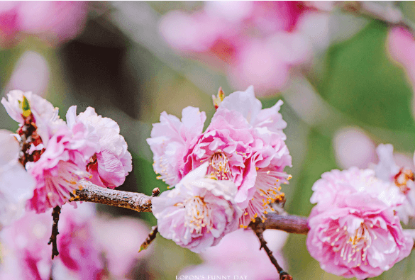 갈산누리 봄 축제