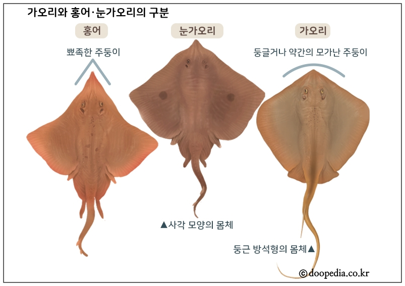 홍어와가오리와눈가오리의구분
