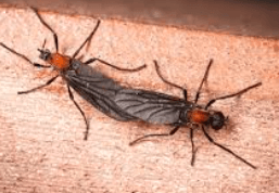 러브 버그 원산지