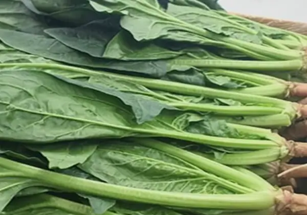 요로결석-피해야하는-음식-시금치