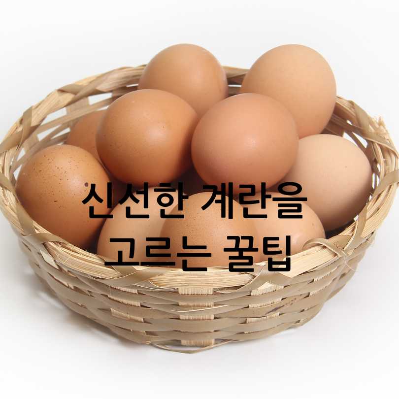 계란에 찍힌 번호&amp;#44; 계란 숫자 표시의 의미