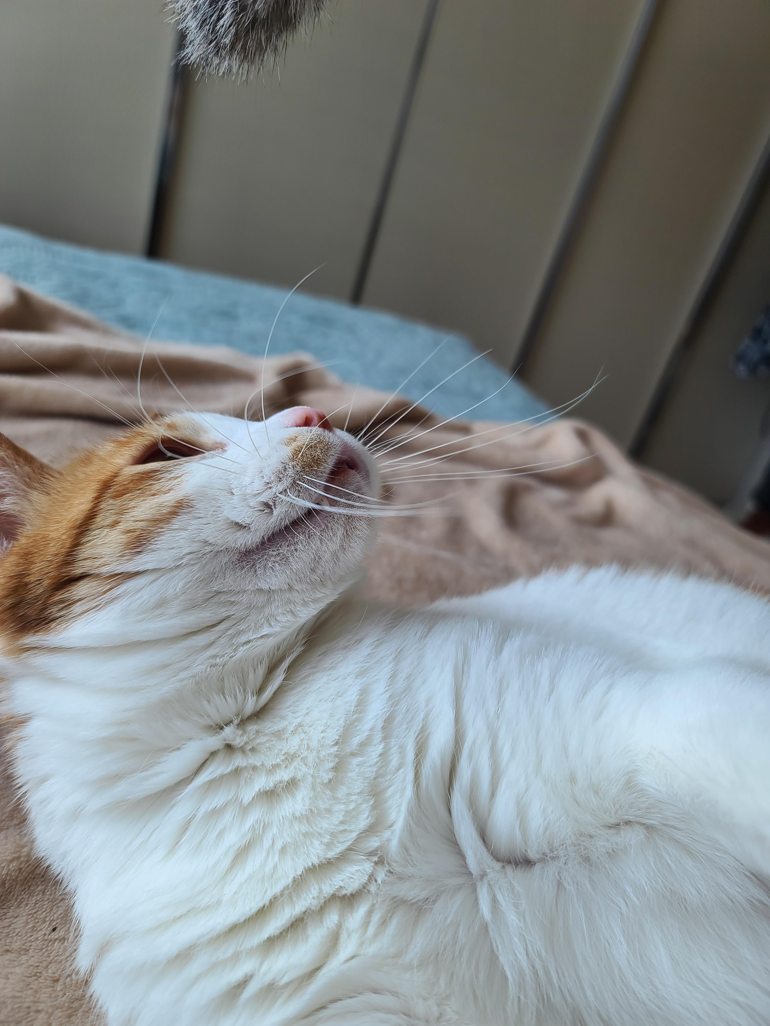 고양이 수염의 역할. 우리집 고양이들의 사냥할때 수염 모양새. 수염발사!! 사진귀여움 주의!