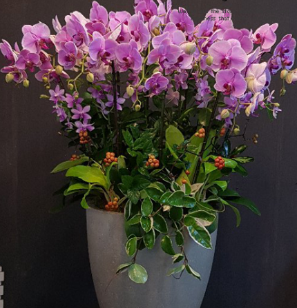 온실 없이도 가능한 서양란 키우기(정의, 품종, 필수조건)