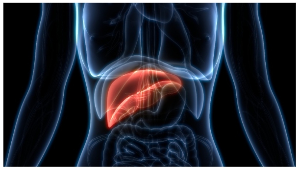 당뇨와 간 건강