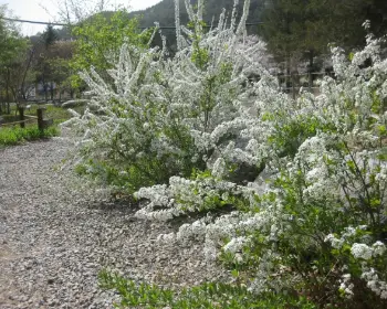 이팝나무 조팝나무 차이_3