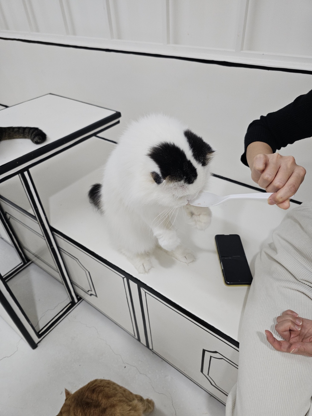 야옹이네 고양이 카페