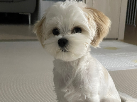 강아지가-아토피를-미리-예방하여-깨끗한-피부를-가지고-있는-모습