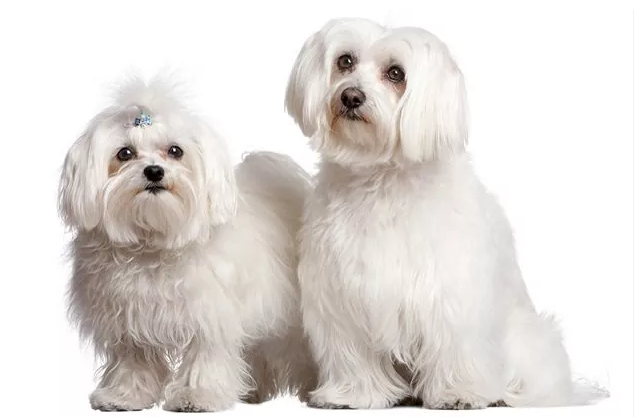 말티즈(Maltese) 모습 사진