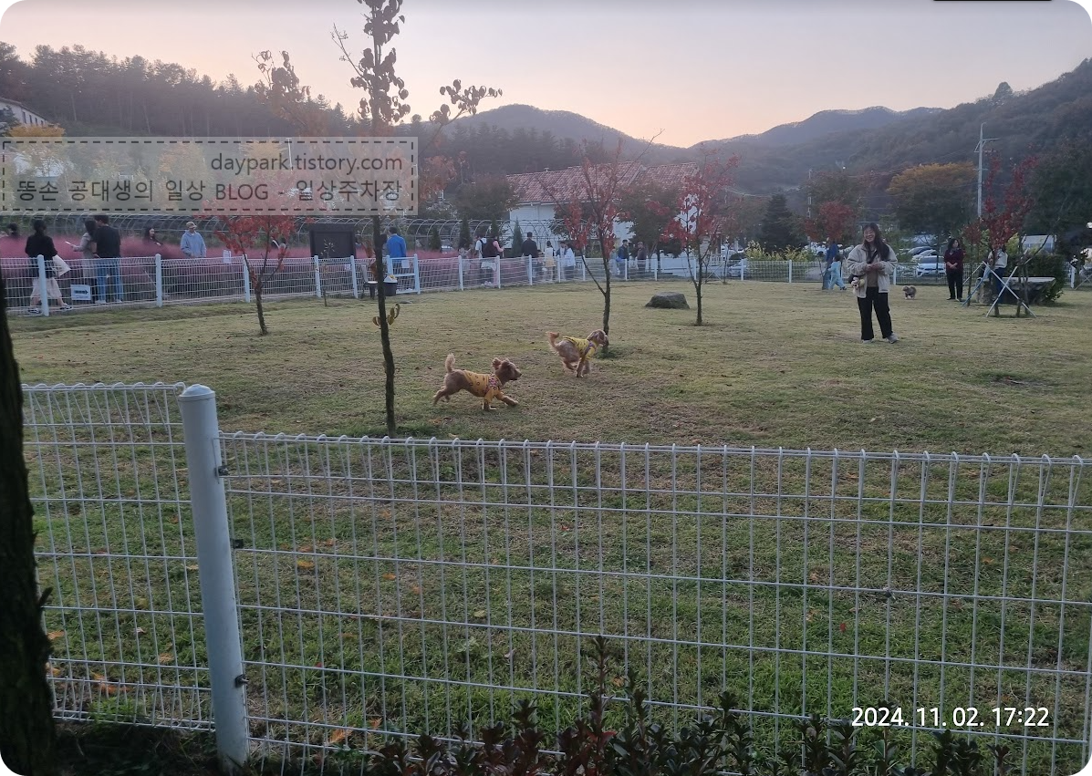 용인자작나무숲 빈려견 놀이터