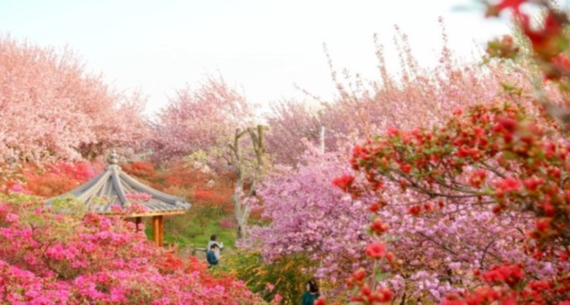 전주 완산공원 벚꽃축제