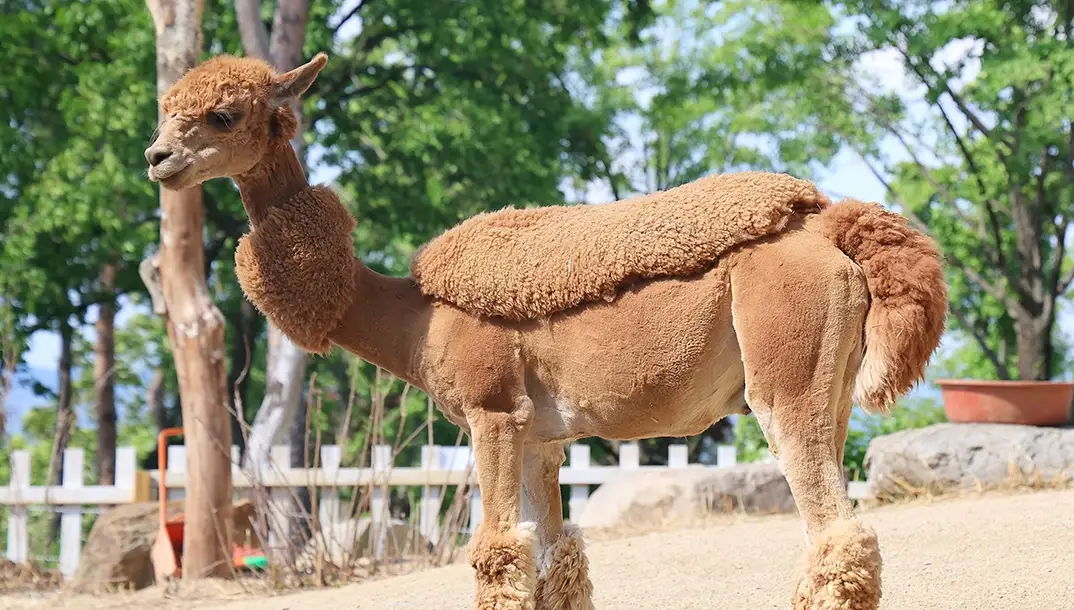 가산수피아-입장료-이용-안내-잠뜰-킴팽징-카라반-요금