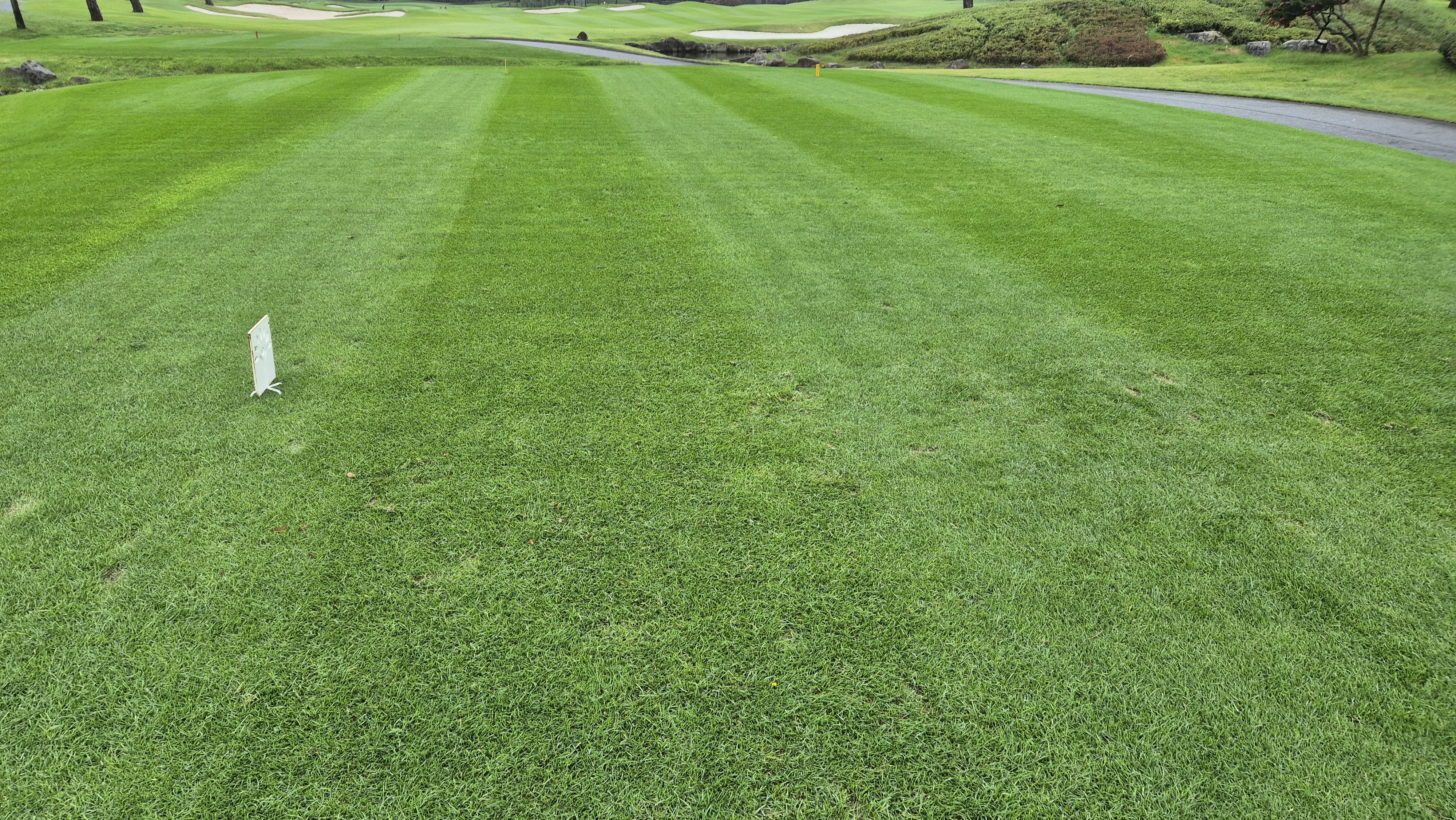 파인스톤cc 티잉구역 상태