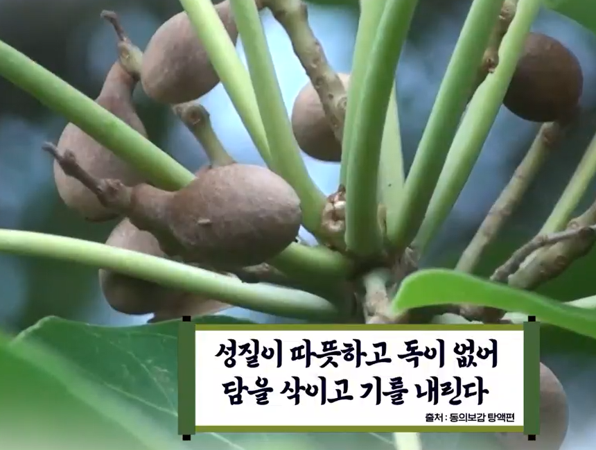 가자추출물