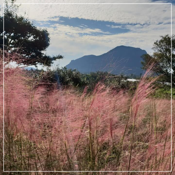 제주도 마노르블랑 핑크뮬리축제 인생사진 찍어봅시다.