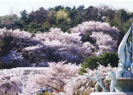 용산 벚꽃