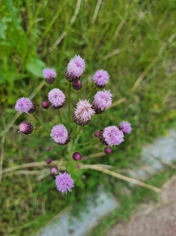 지칭개의 효능 6가지와 먹는 법&amp;#44; 꽃말&amp;#44; 부작용