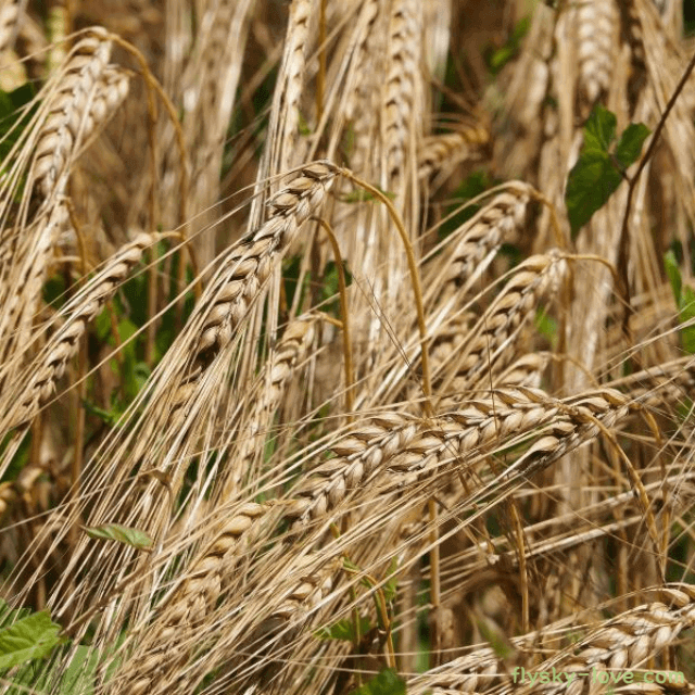 건강에 좋은 호밀