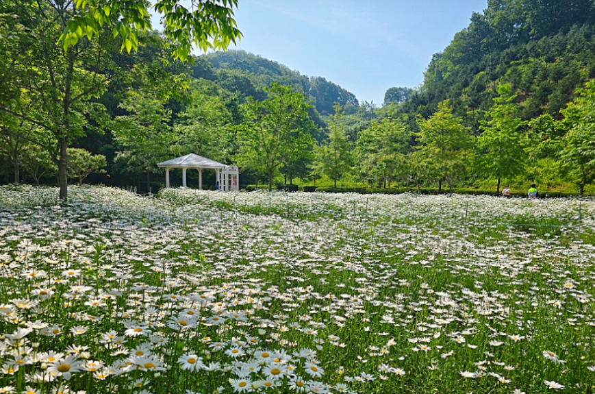함안 악양생태공원 샤스타데이지1