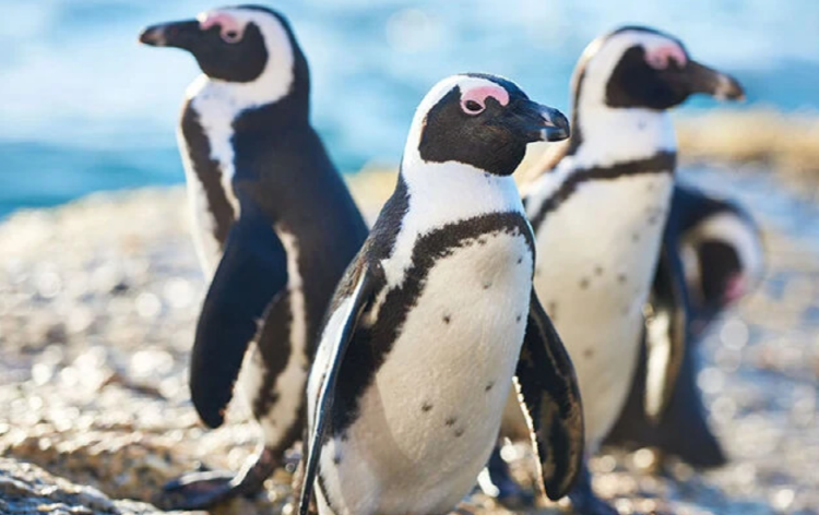 가평 베고니아 새정원