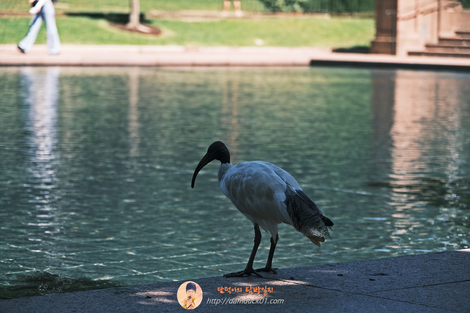 아이비스(Ibis)&amp;#44; 호주흰따오기&amp;#44; 일명 거지새