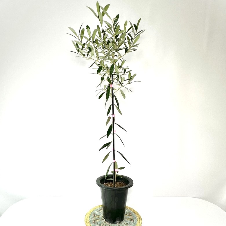 올리브나무 집에서 키우기 키우는방법