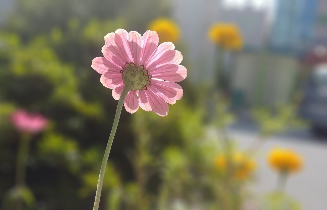 평창 백일홍 축제 기간 추석 입장료 주차장 프로그램