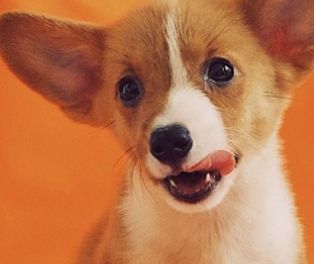 강아지 췌장염 증상