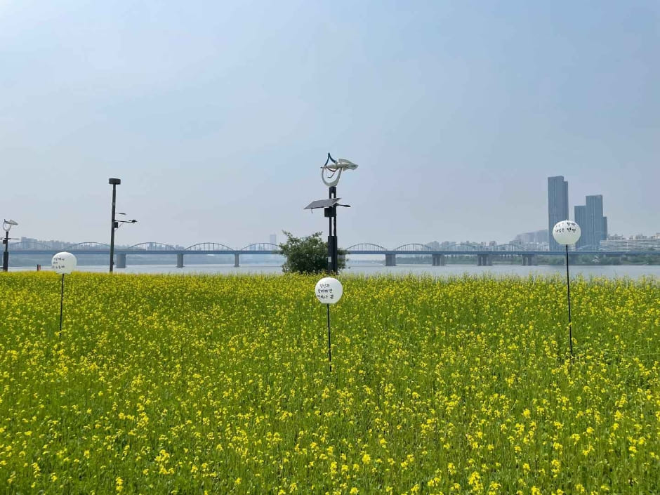2024 한강 서래섬 유채꽃 축제 일정 정보&amp;#44; 장소 위치&amp;#44; 가는길&amp;#44; 놀거리
