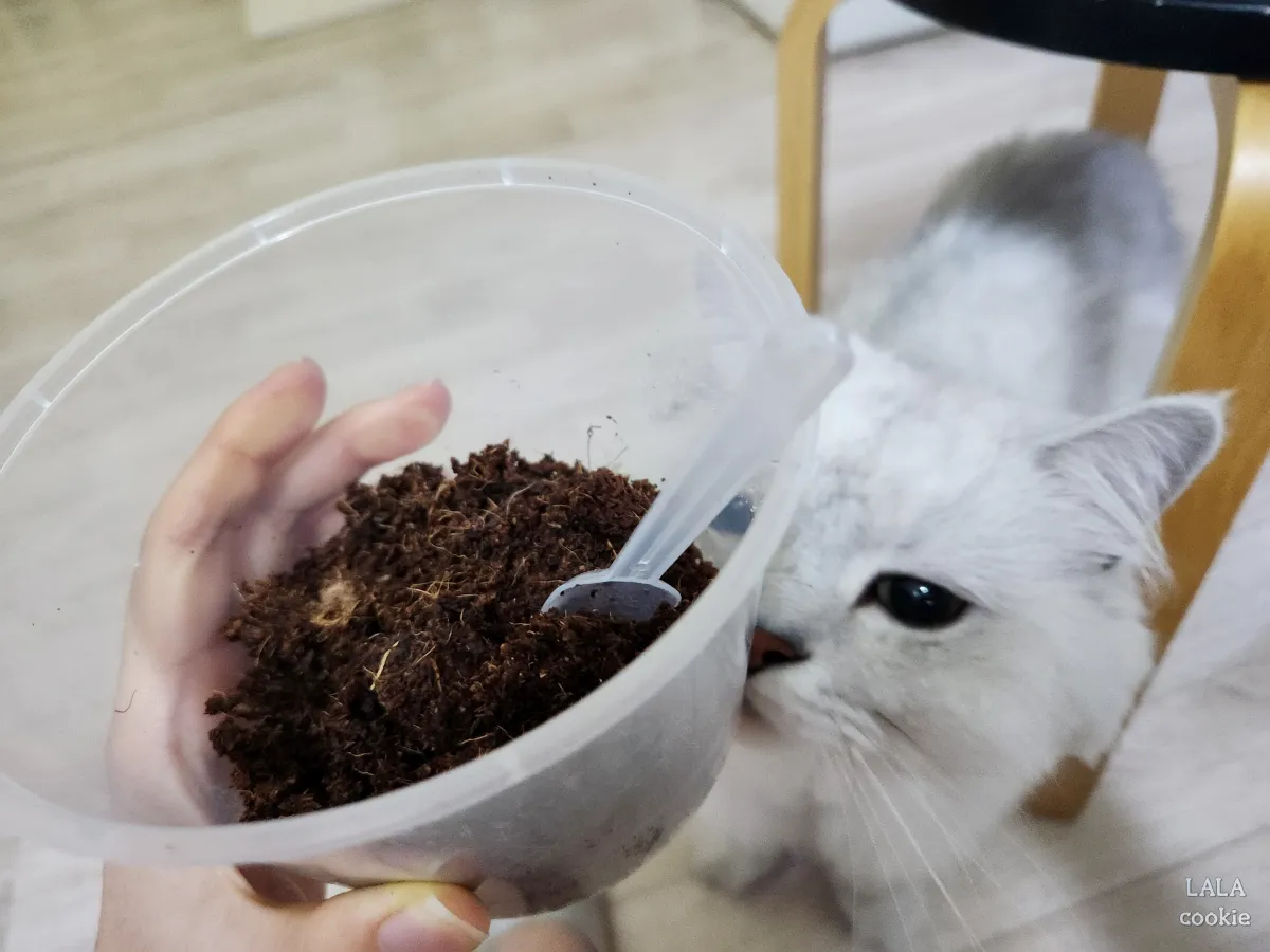 고양이-귀리-추천-그루루-플라스틱-통에-흙에-물을-부어-불린-모습