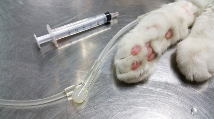 링거와 고양이.