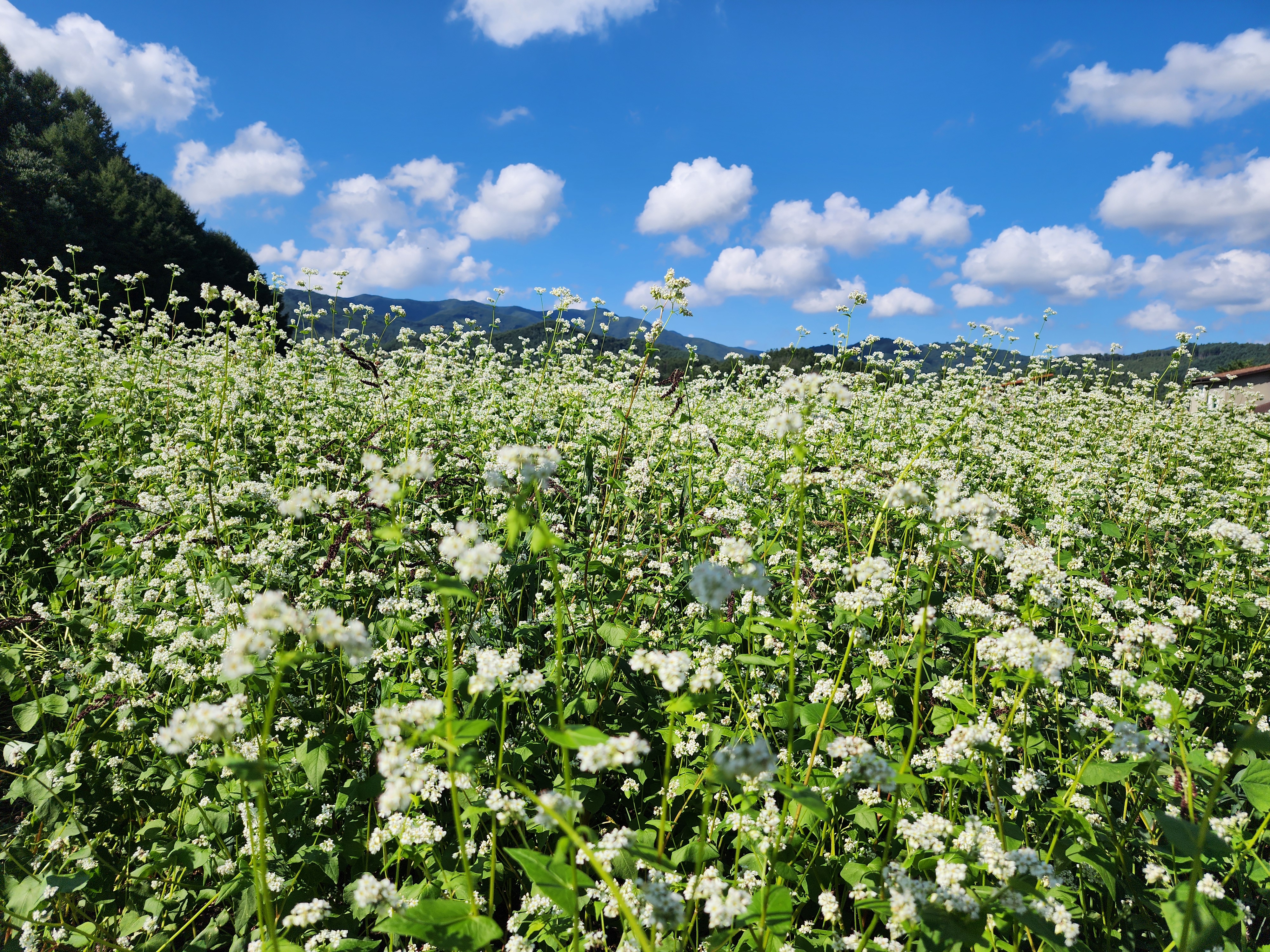 2024평창효석문화제