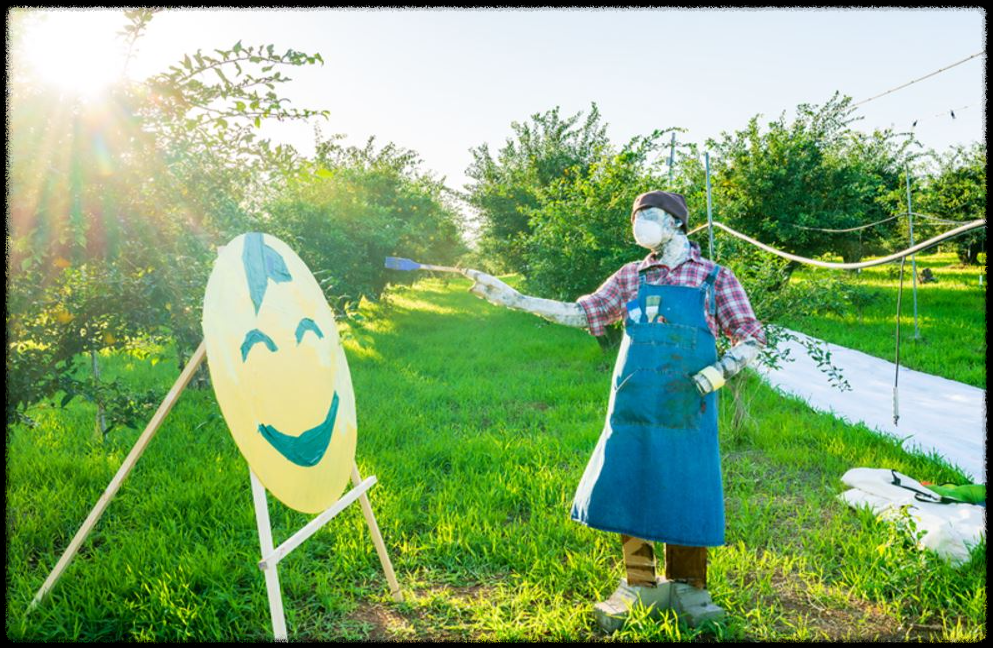전남 고흥 가을 축제의 끝판왕|유자밭에서 인생샷까지 완전 정복