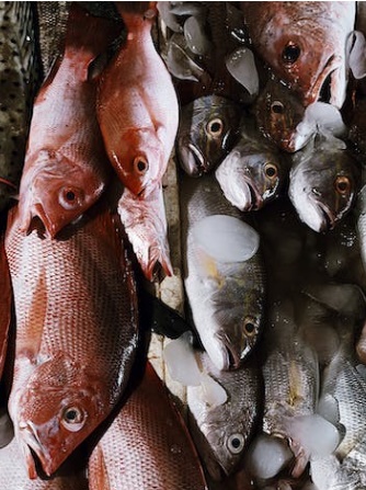 방어 부시리 구별법