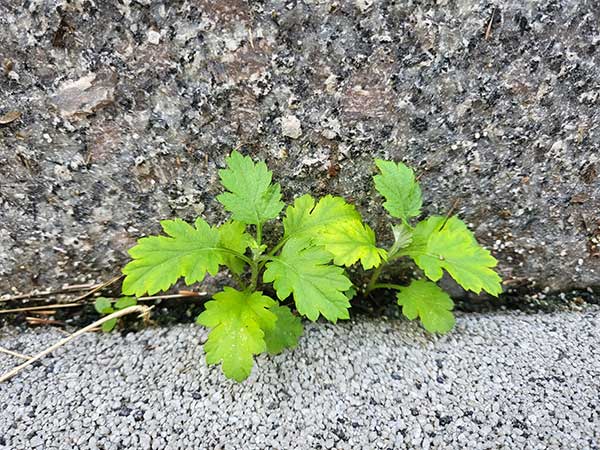 자미 축오 원진