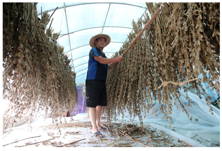 폭염 속 농작업 안전 (고추밭, 비닐하우스, 피서지)