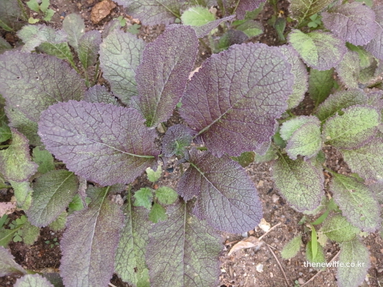 갓 영양 성분 - 글루코시놀레이트와 안토시아닌이 풍부한 보라색 갓이 자라는 밭의 생생한 모습