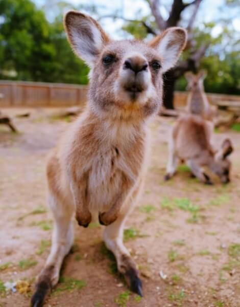 아기-캥거루
