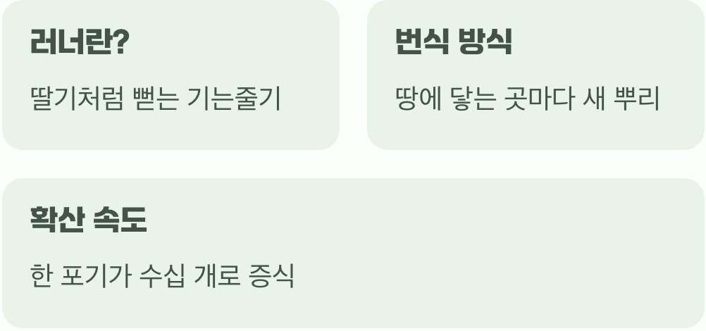 무서운 번식력의 비밀, '러너'